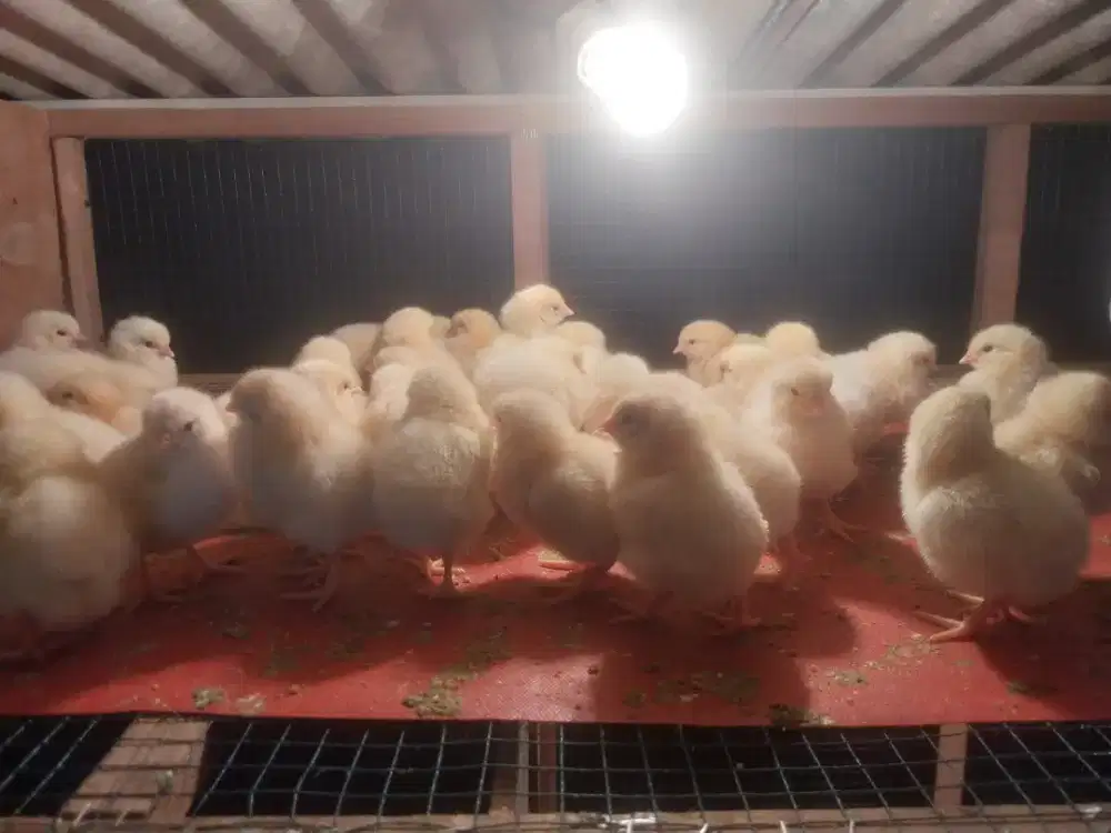Bibit Ayam Negeri (DOC) Sehat dan Lincah
