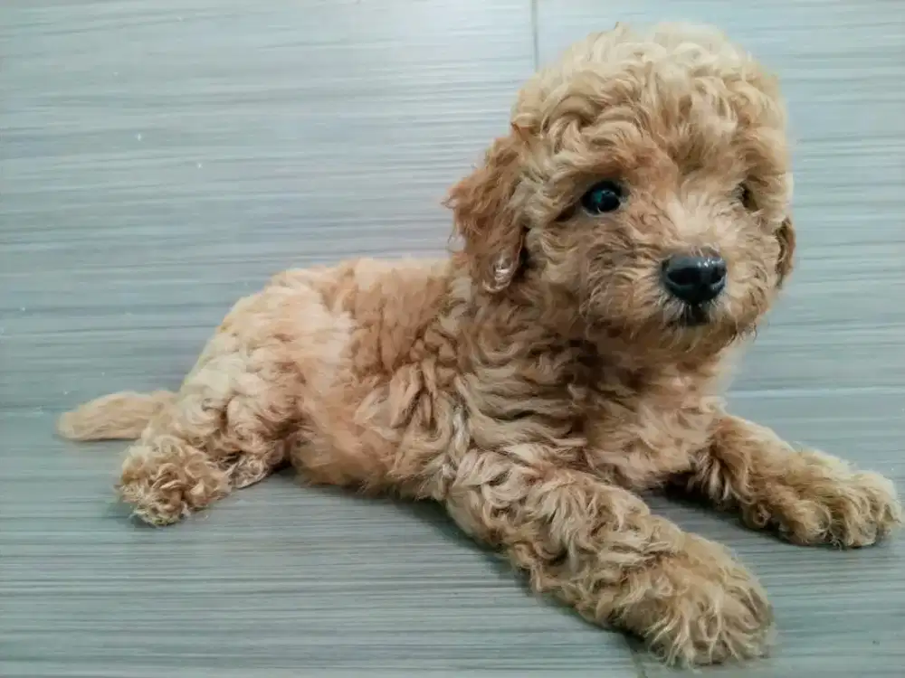 Toy poodle umur 2 bulan cewe