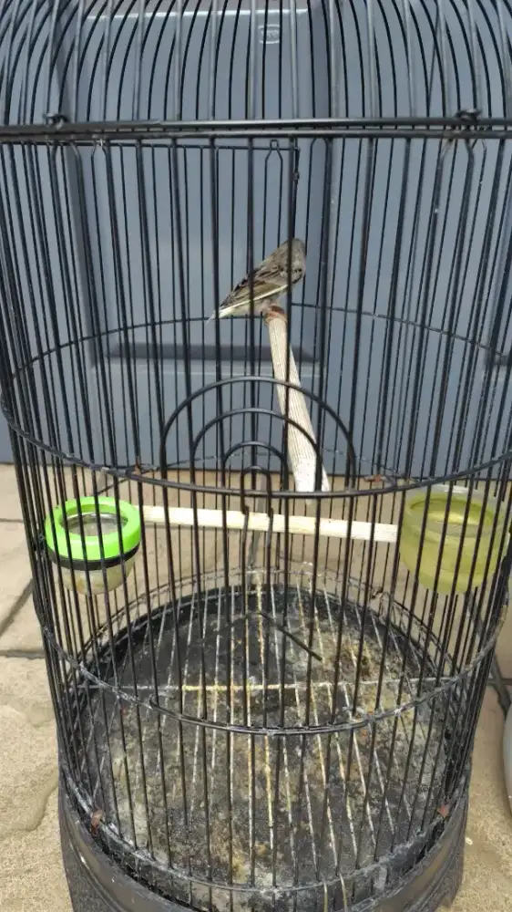 Kenari Love Bird rawatan