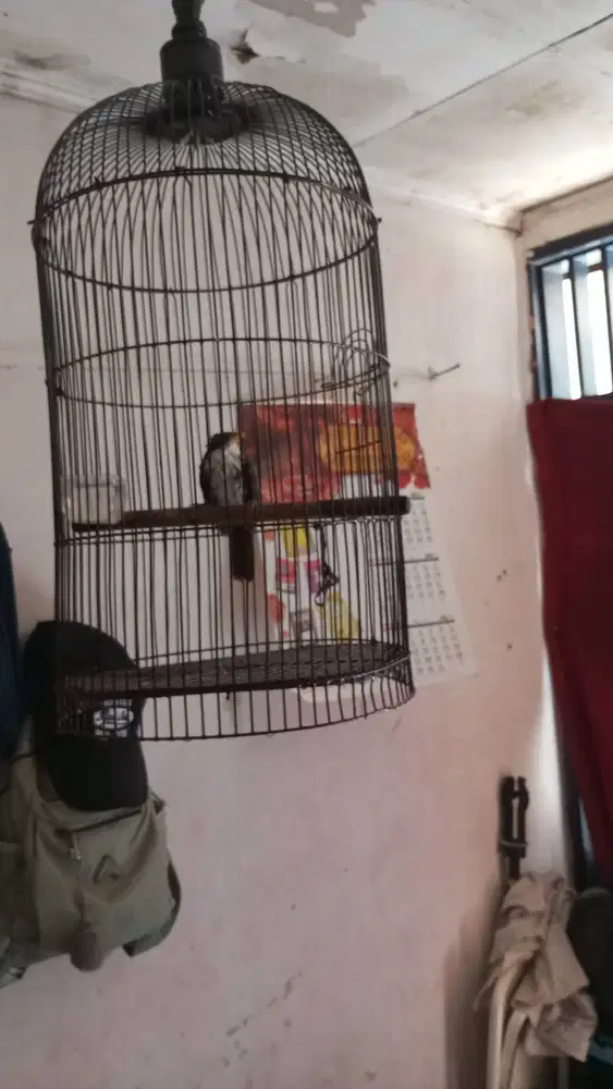 Cucak kopi berikut kandang