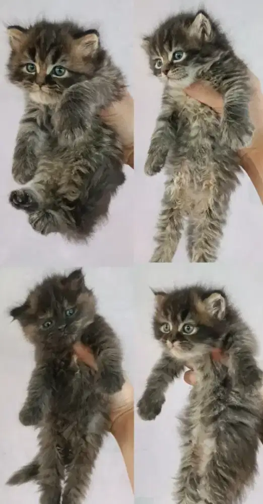 kucing persia flatnose