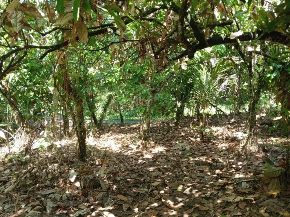 Tanah Kebun Murah Los Sungai di Angkah Dekat dengan Air Terjun