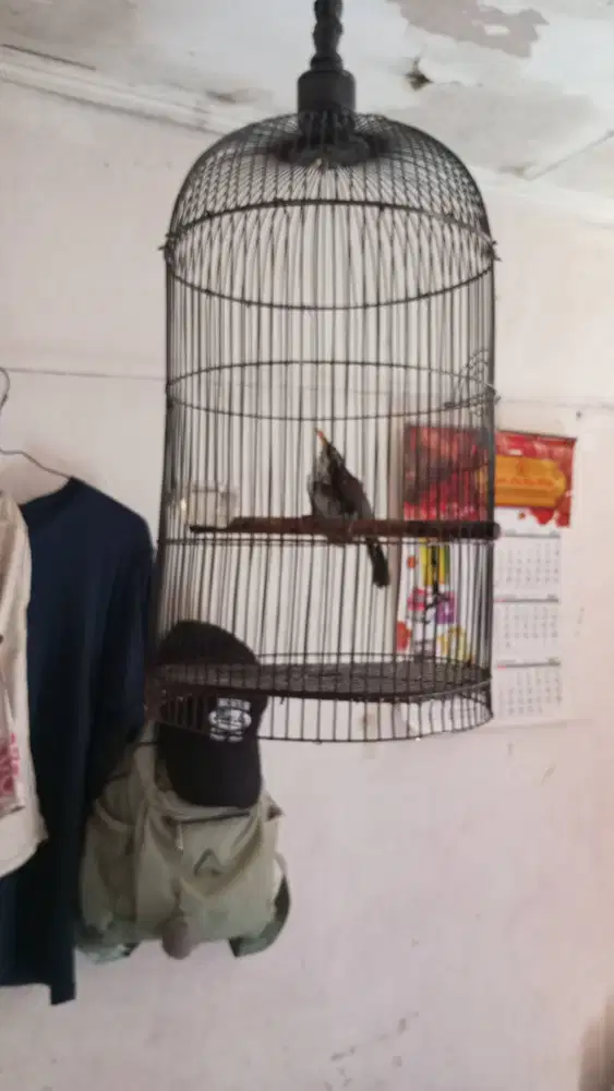 Burung cucak kopi berikut kandang