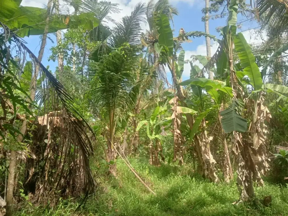 Tanah Cantik di Tepi Sungai Alami View Sawah Super Tenang