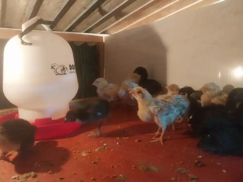 Bibit Ayam Kampung Sehat dan Lincah