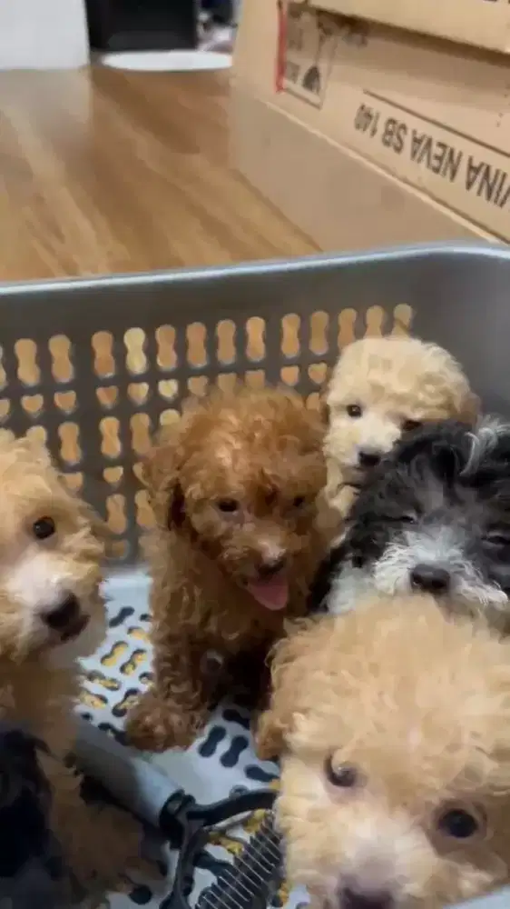 Anak Anjing Poodle Jantan