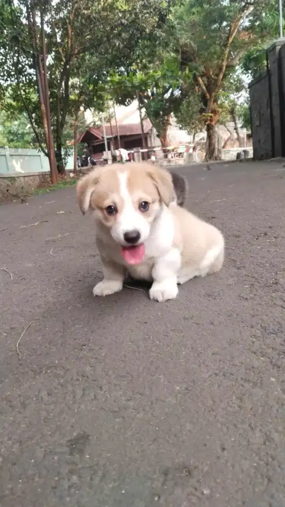 Corgi puppies big bone