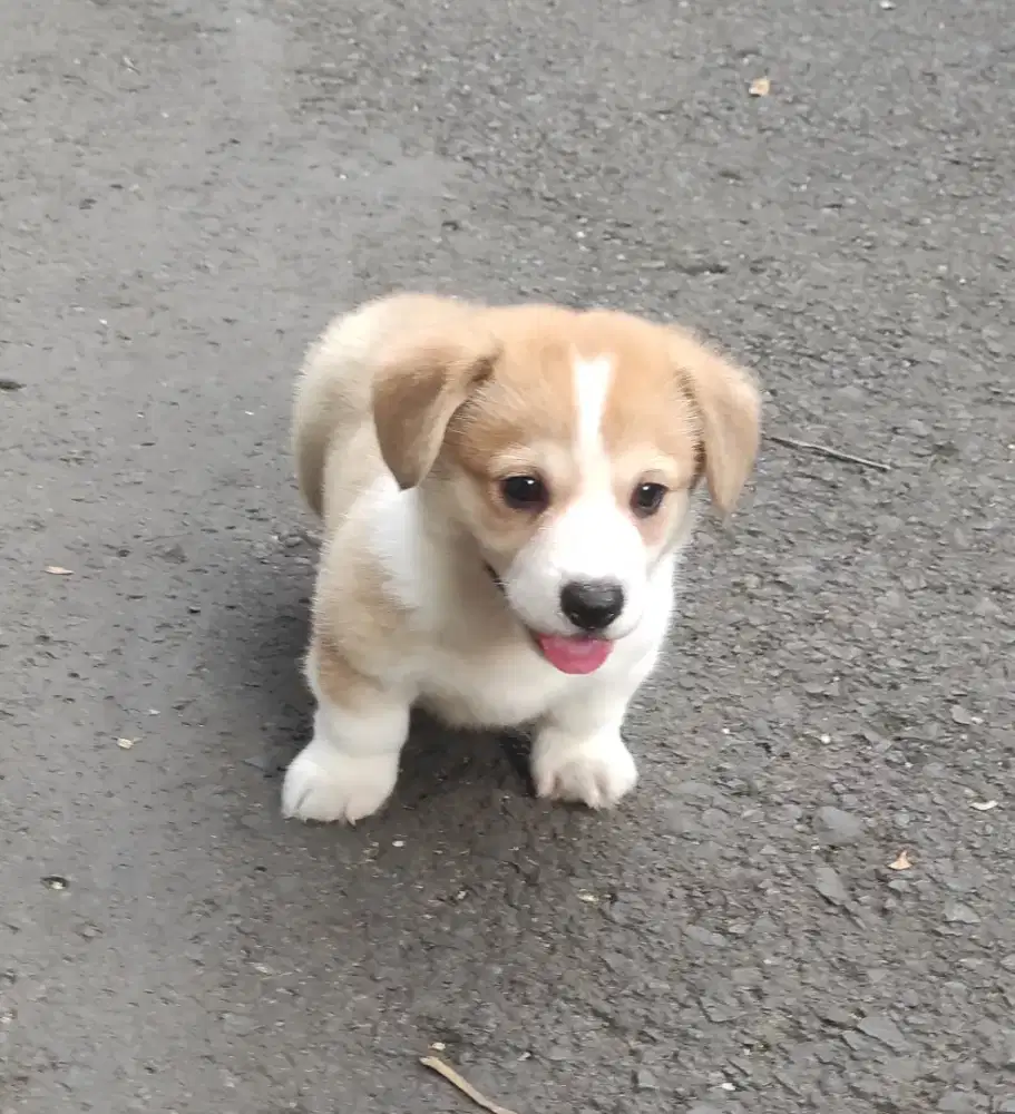 Corgi Puppies Super Lucu & Lincah