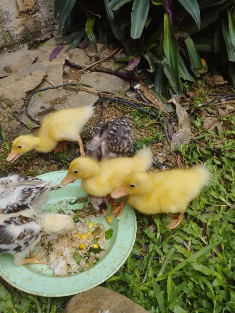Anak bebek Peking putih 3 ekor