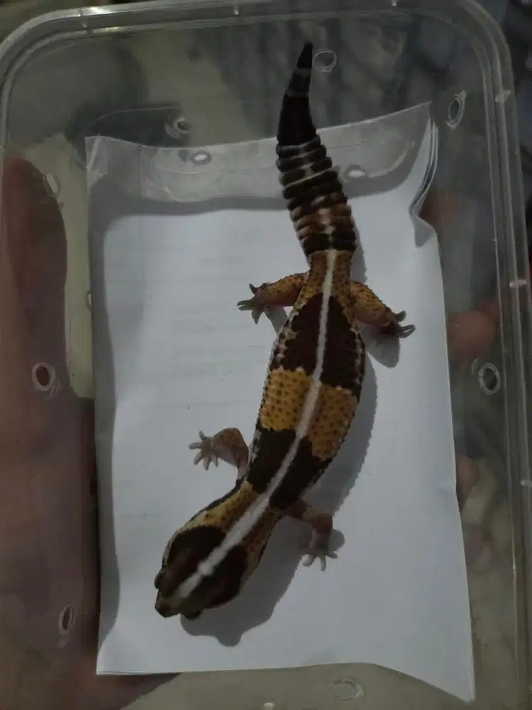 African Fat Tailed Gecko