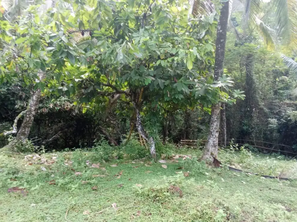 Dijual Tanah Los Sungai View Natural Super Sejuk