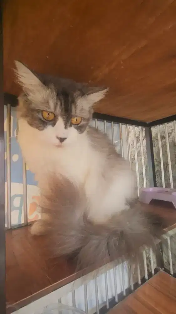 Bsh mix ragdoll mata emas badan kokoh besar dan panjang