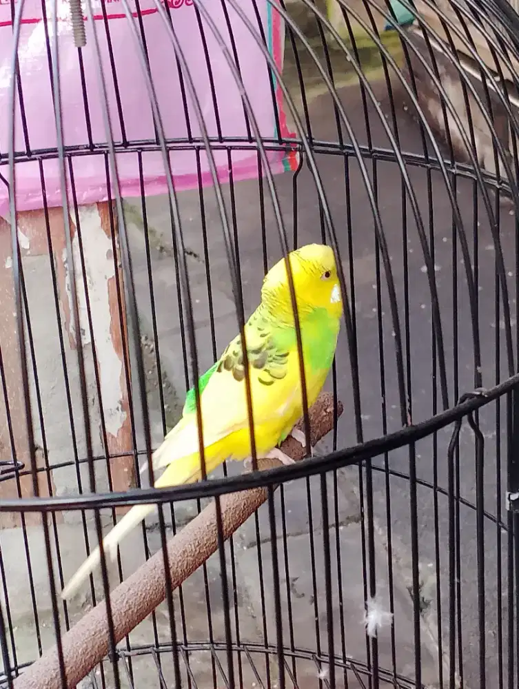 Burung parkit body big