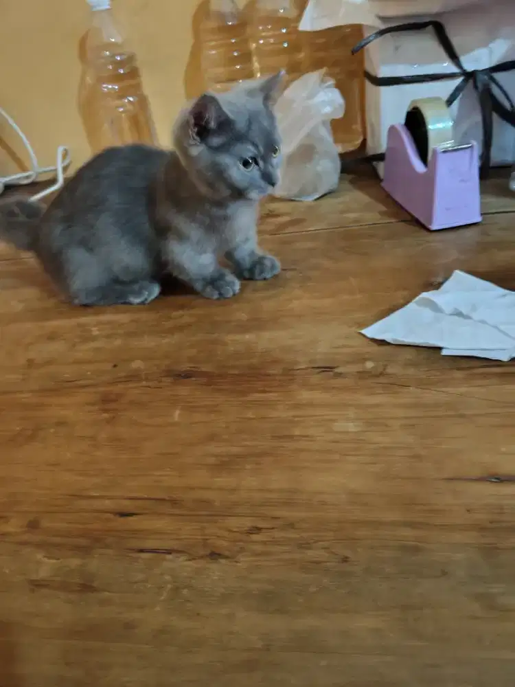 Munchkin bsh jantan