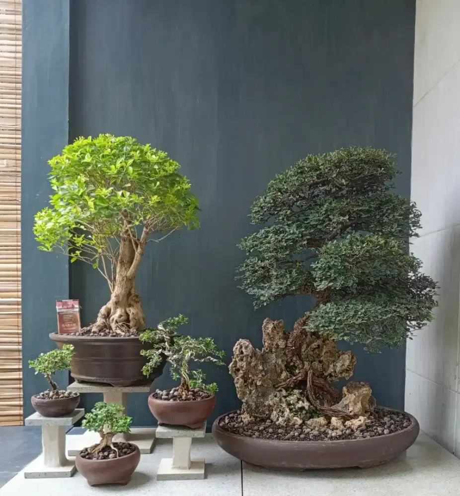 Bonsai hias antik ada 5 pohon