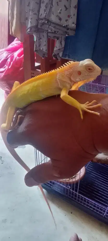 Iguana albino het snow juve