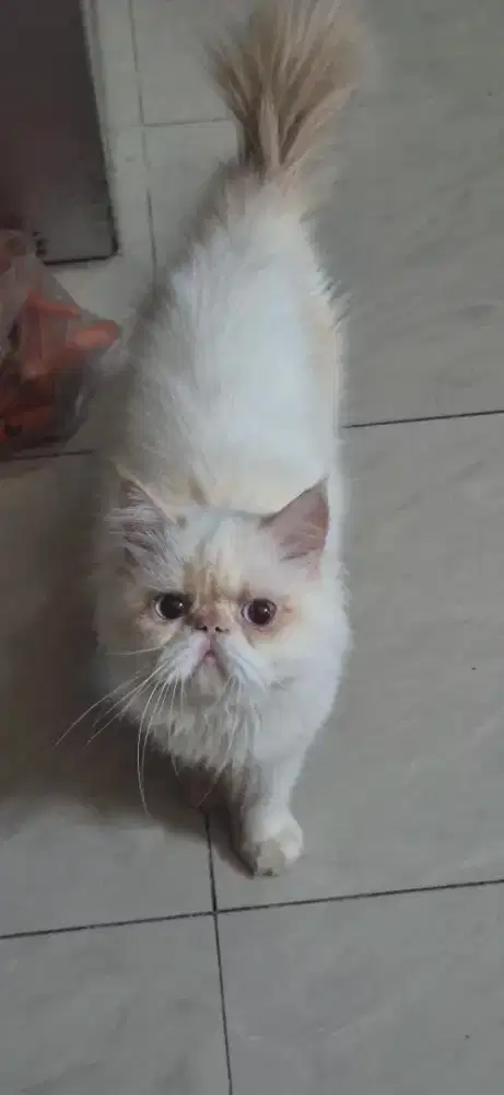 Peaknose jantan