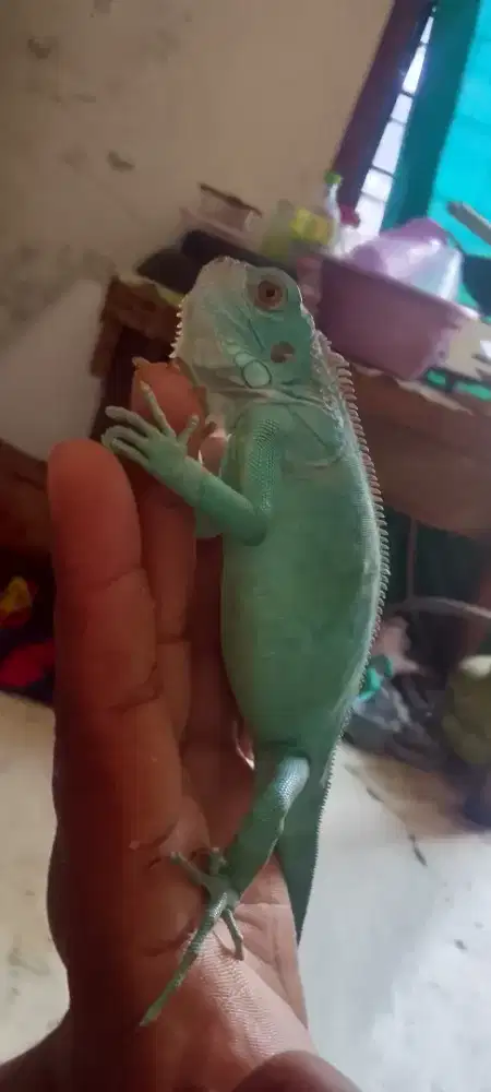 Iguana blue betina juve