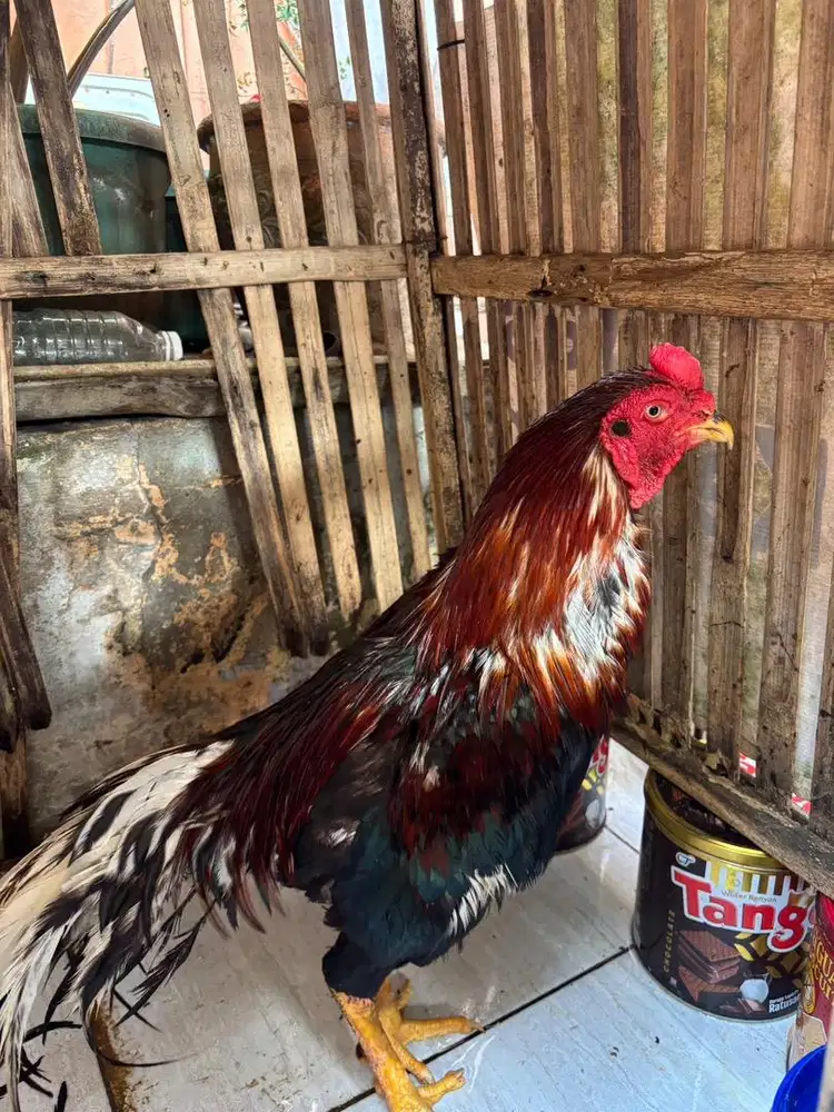 Jual Ayam Jantan Jago Sehat & Rajin Berkokok