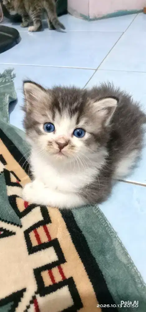 kiten perisa jantan