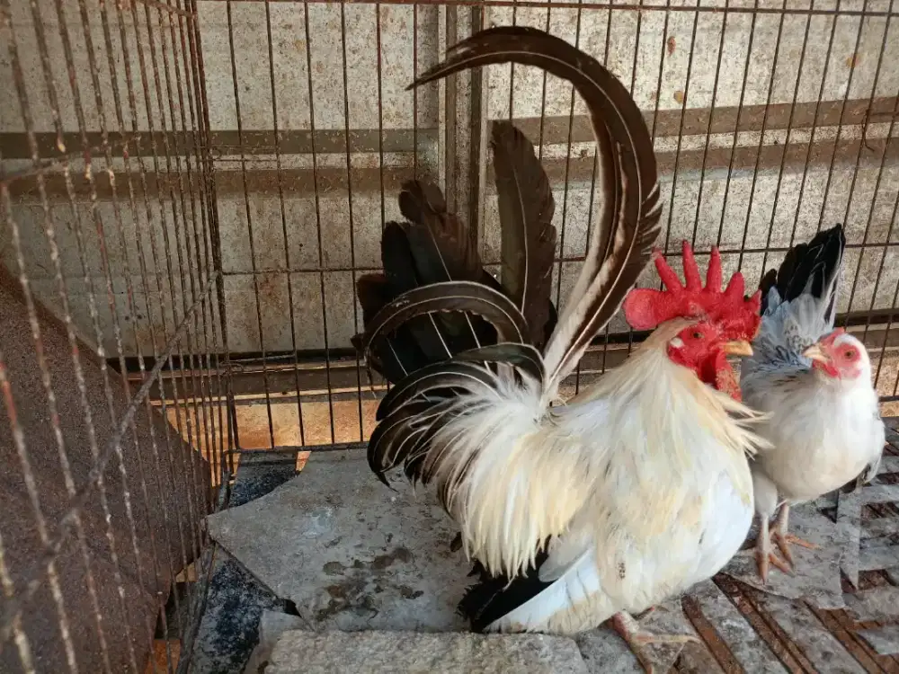 Jual ayam jantan jago Kate ceper 1 ekor