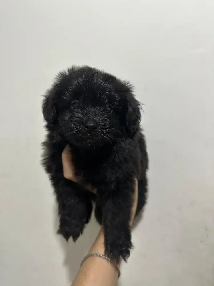 Betina pom x poodle