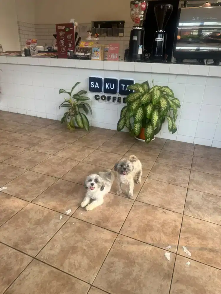 Anabul anjing mix Bichon Asli(ibu full vaksin) dan Shitshu Asli