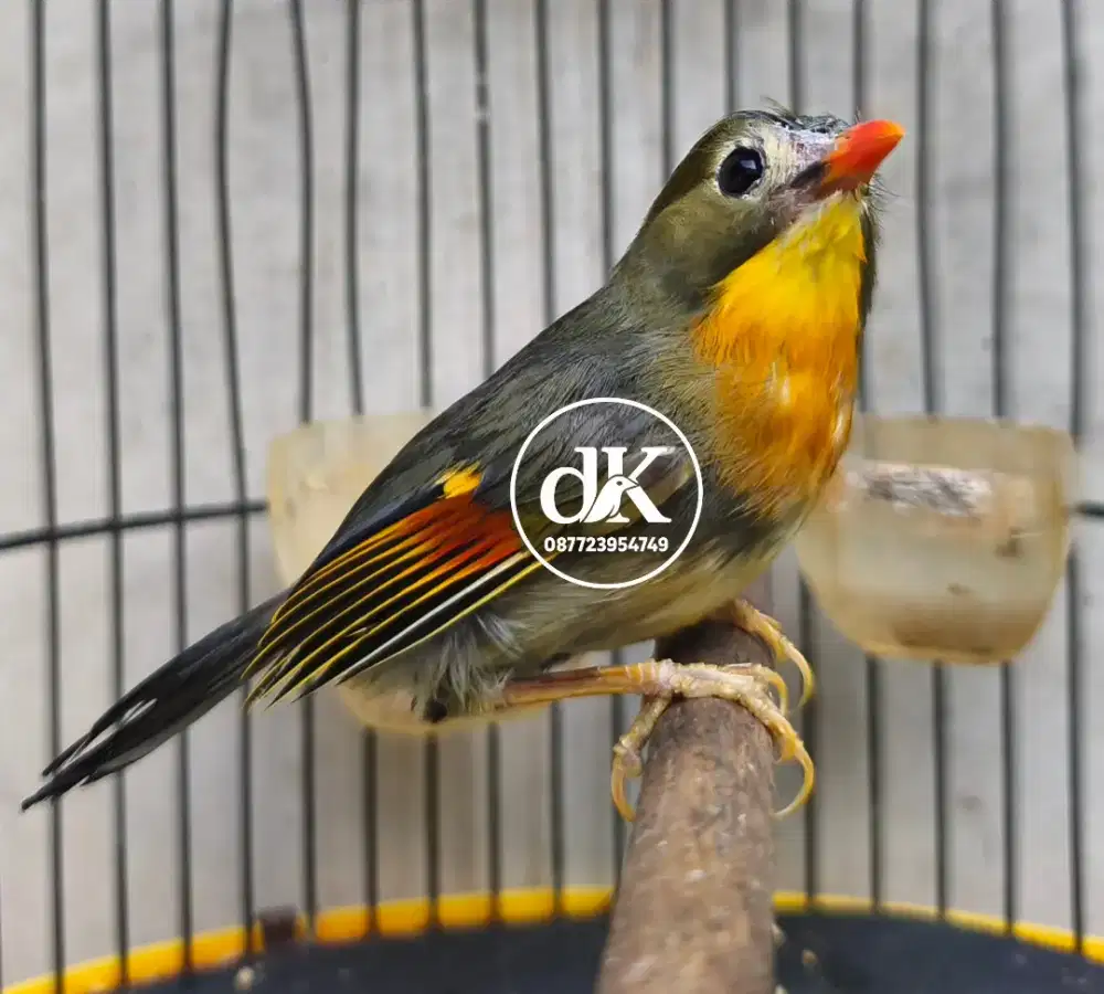 Burung Pekin Robin Jantan