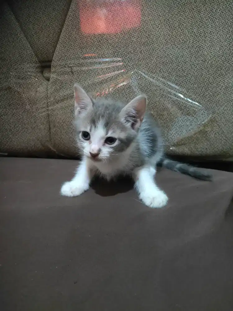 Kitten kucing persia mix bsh