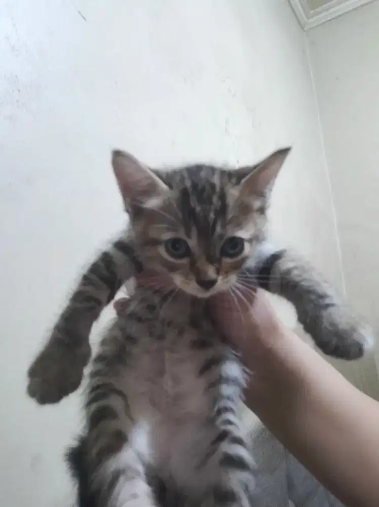 Kitten kucing mixdome