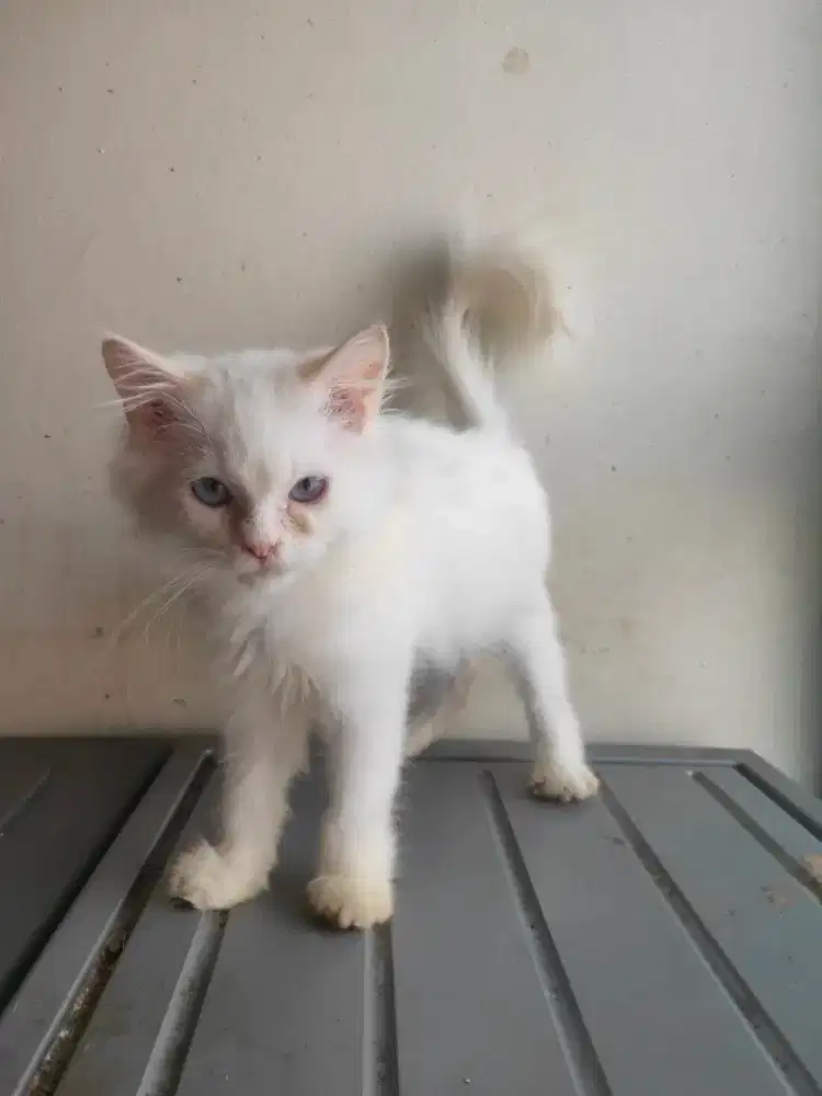 Kucing persia jantan