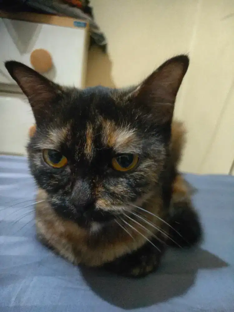 Kucing persia tortie pluss kitten 2