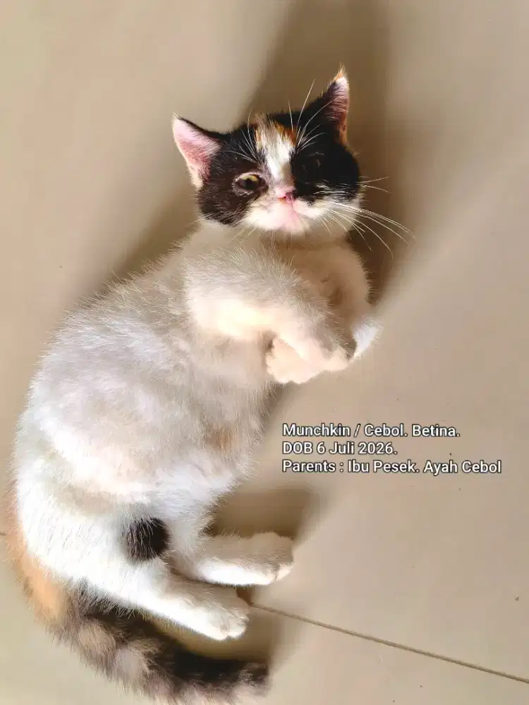 Kucing Munchkin atau Cebol Betina