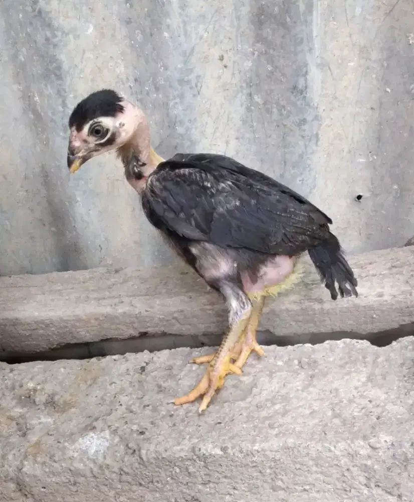 Jual ayam saigon sepasang 1 bulan  dan 3 bulan
