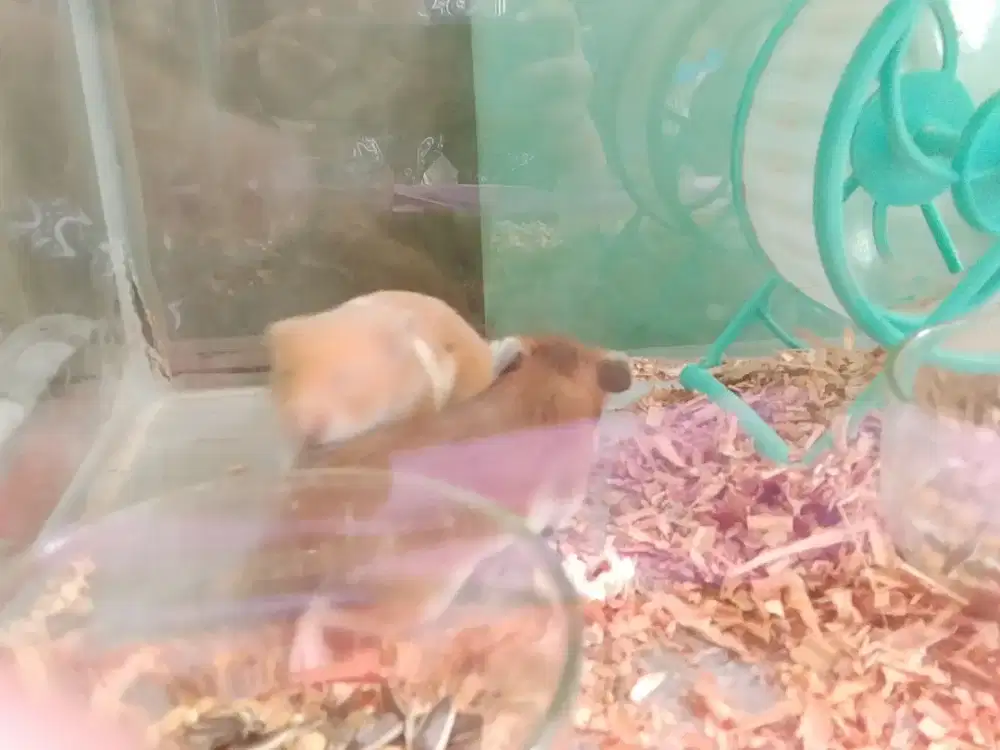 hamster syrian sepasang