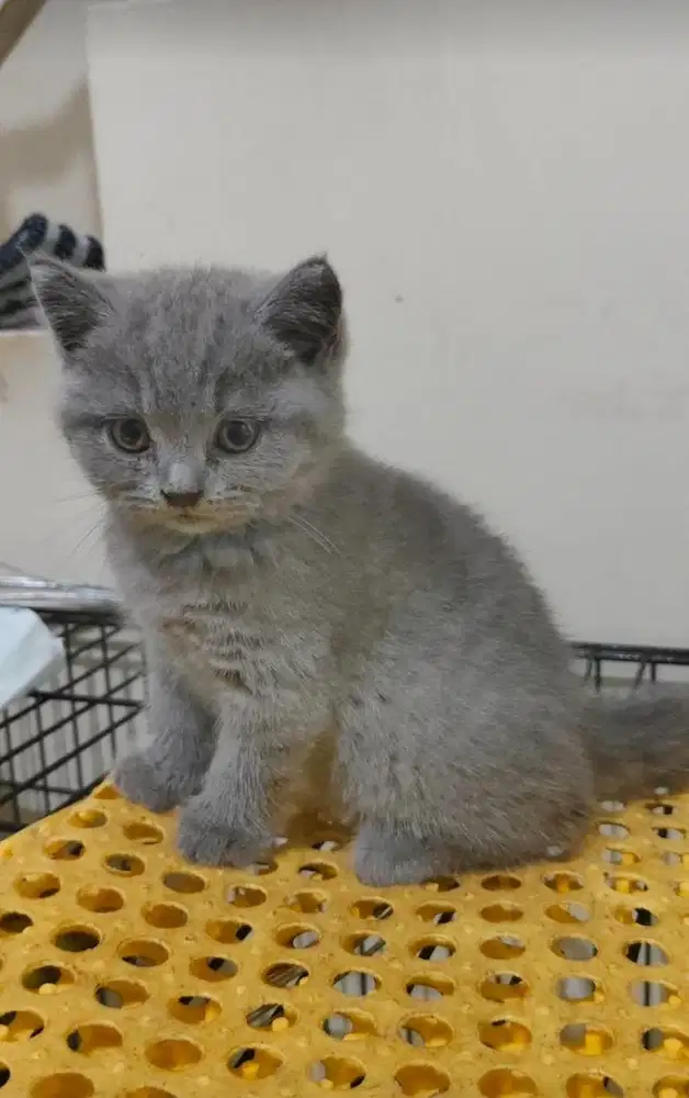 Kitten British Short Hair