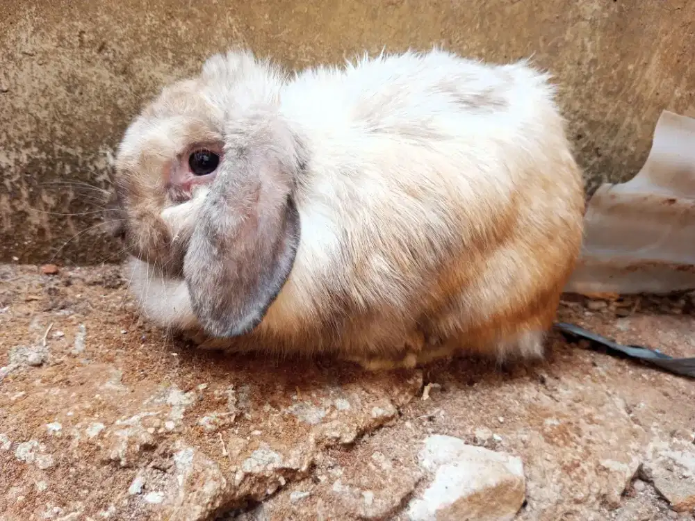 INDUK HOLLAND LOP BETINA