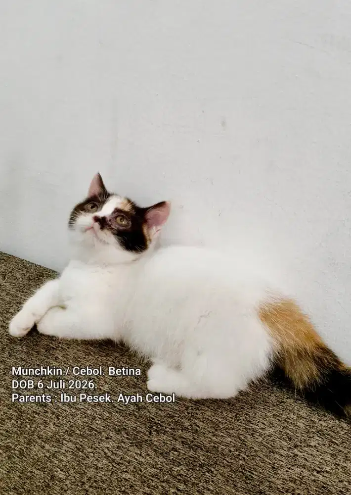 Kucing Kaki Pendek / Cebol - Betina