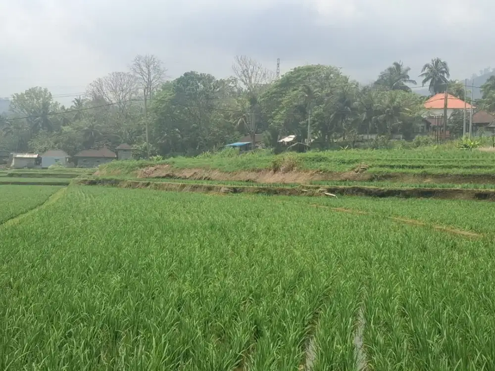 Jual Tanah di Selabih Kontur Super Datar Siap Bangun
