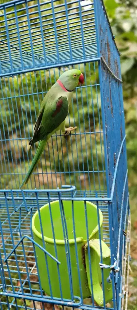 Burung Alexandrine Parakeet