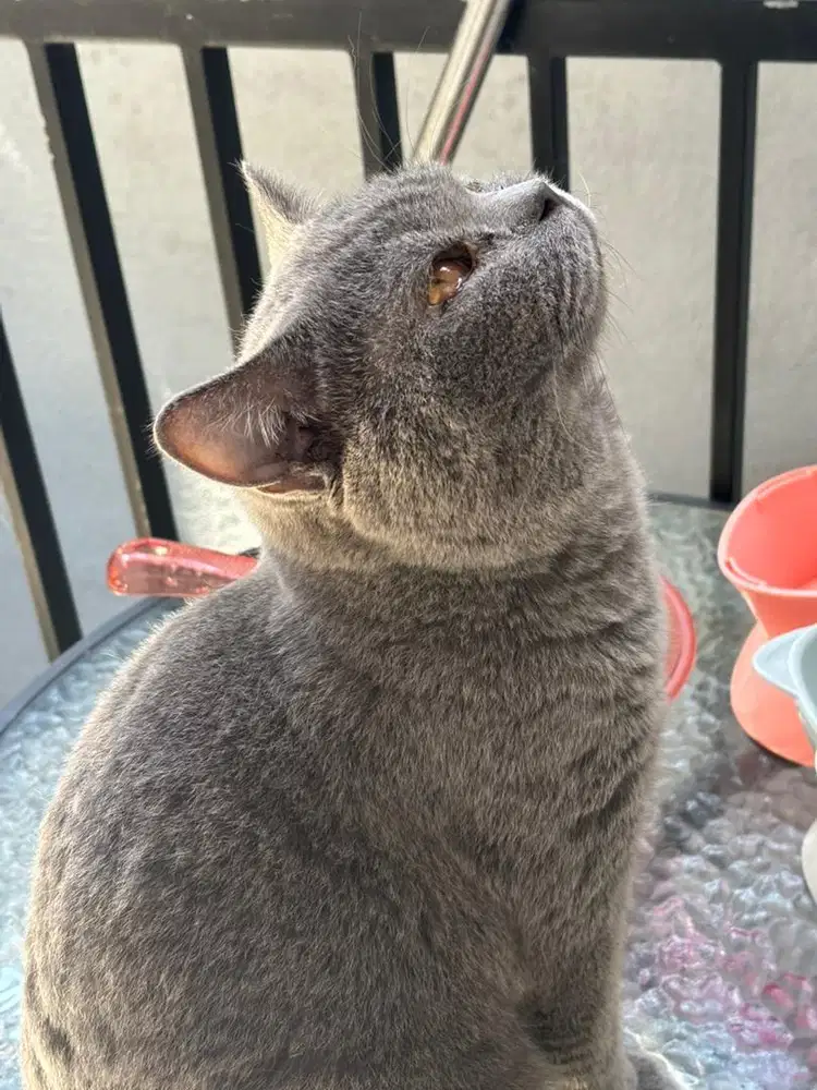 Kucing pure bsh