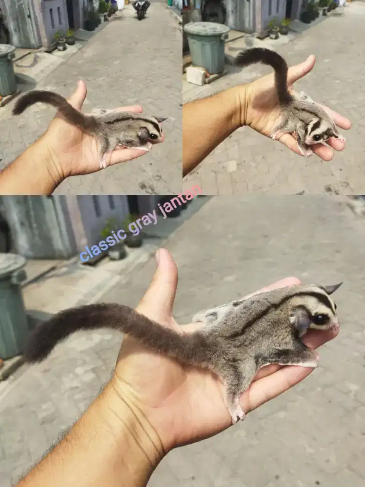 sugar glider classic gray jantan