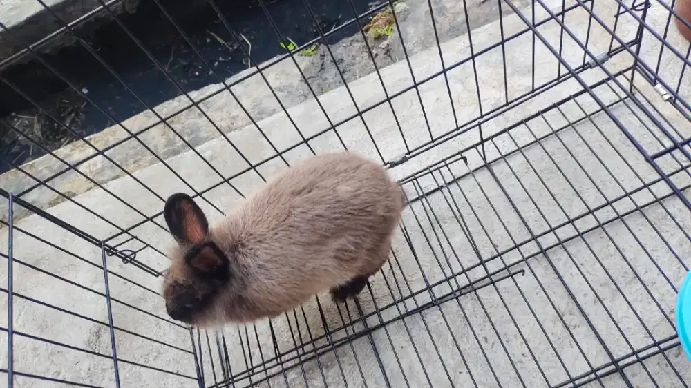 Kelinci Umur 4 Bulan Di Jual