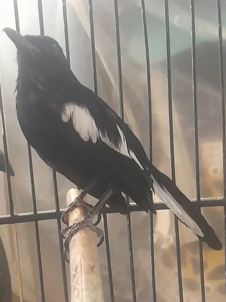 Burung kacer jawa bodi big