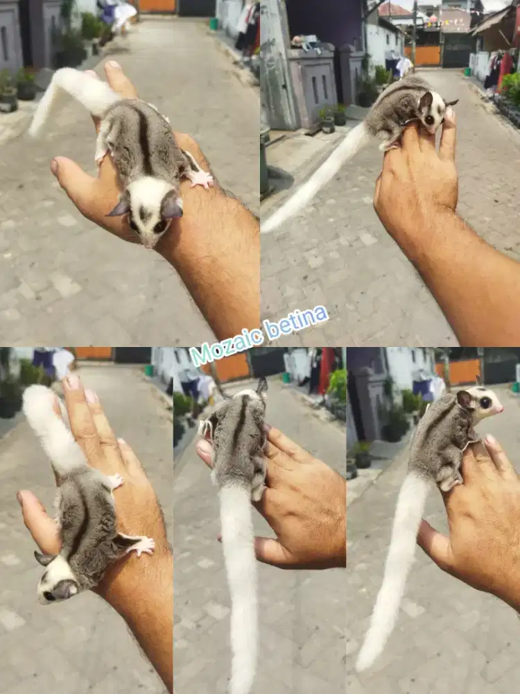 sugar glider mozaic betina