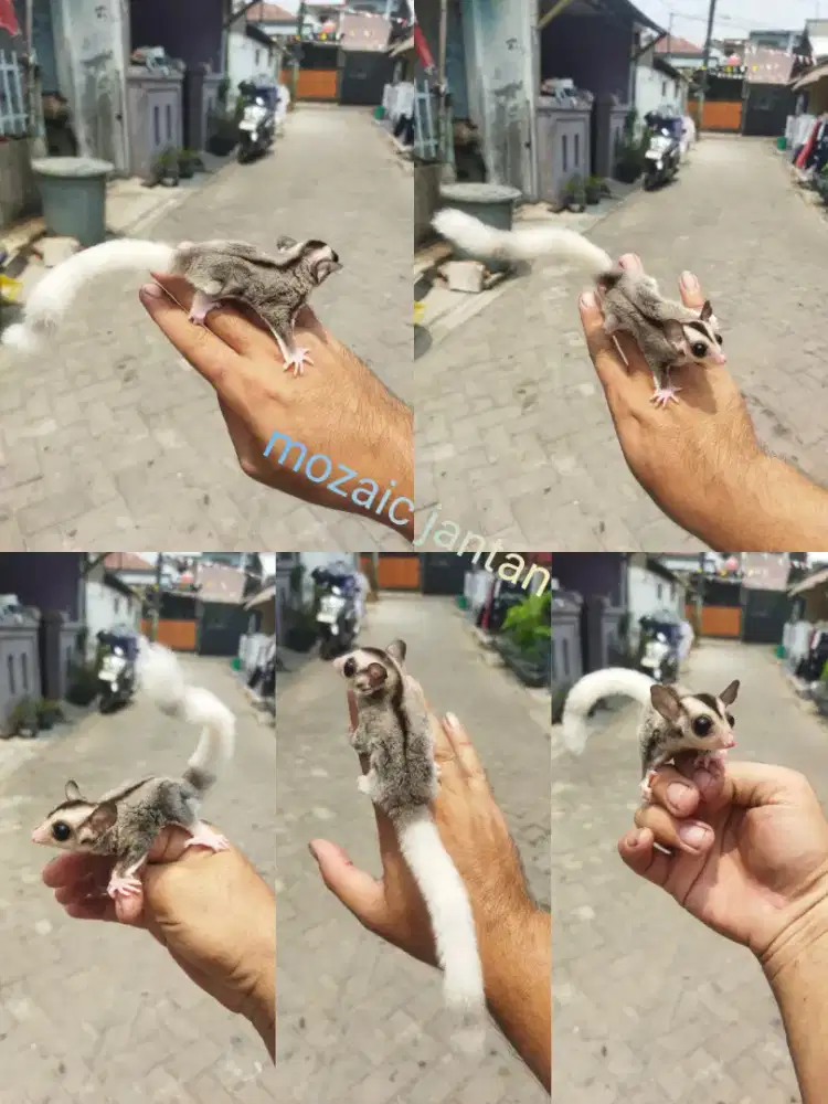 sugar glider mozaic jantan