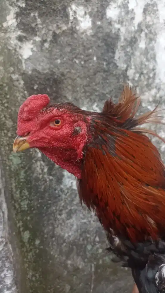 ayam bangkok klasik pacek oke adu oke