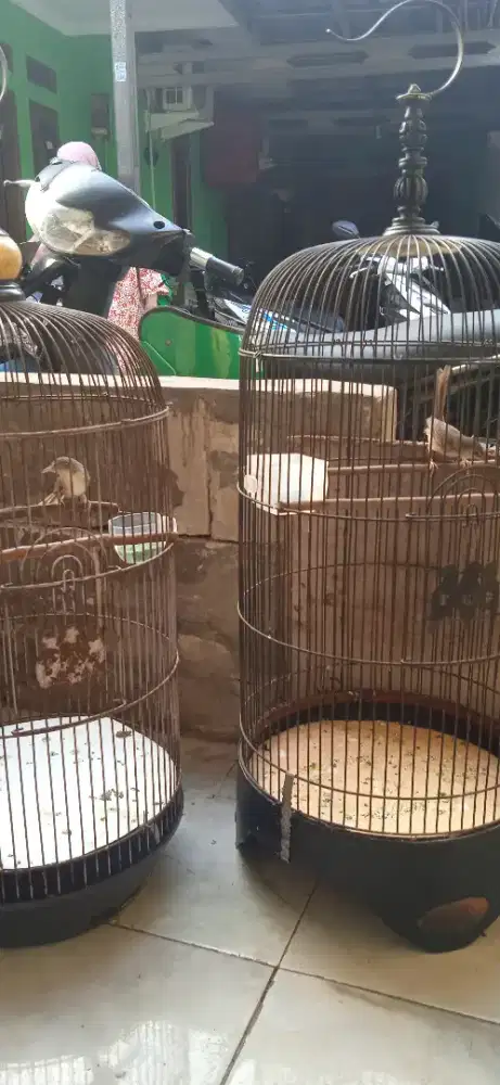 Cigun sepasang DEKER semua di BSD