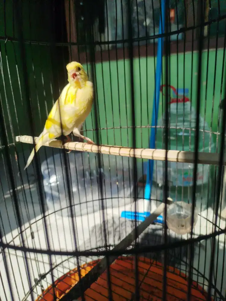 Jual burung kenari af kelar mabung udah mulai bunyi