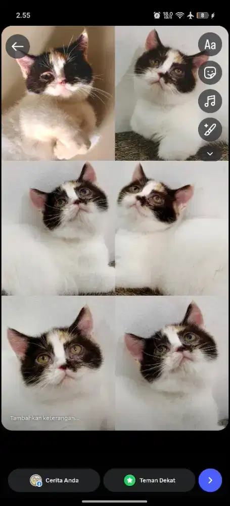 Munchkin Betina Belang Tiga